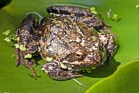 Frosch