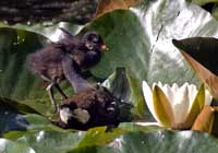 Vogelmutter putzt ihr Kind