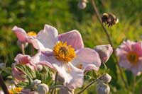 Sanddornzweig mit Beeren