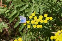 Wiesenbläingauf in der Sonne