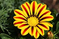 Gazania