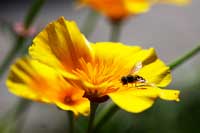 Amerikanischer Mohn