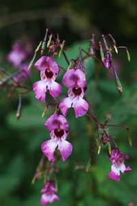 Wilde Orchidee im Luruper Park