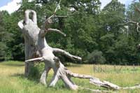 Abgestorbener Baum mit zwei ineinander greifenden Oesen