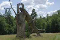 Abgestorbener Baum mit zwei ineinander greifenden Oesen